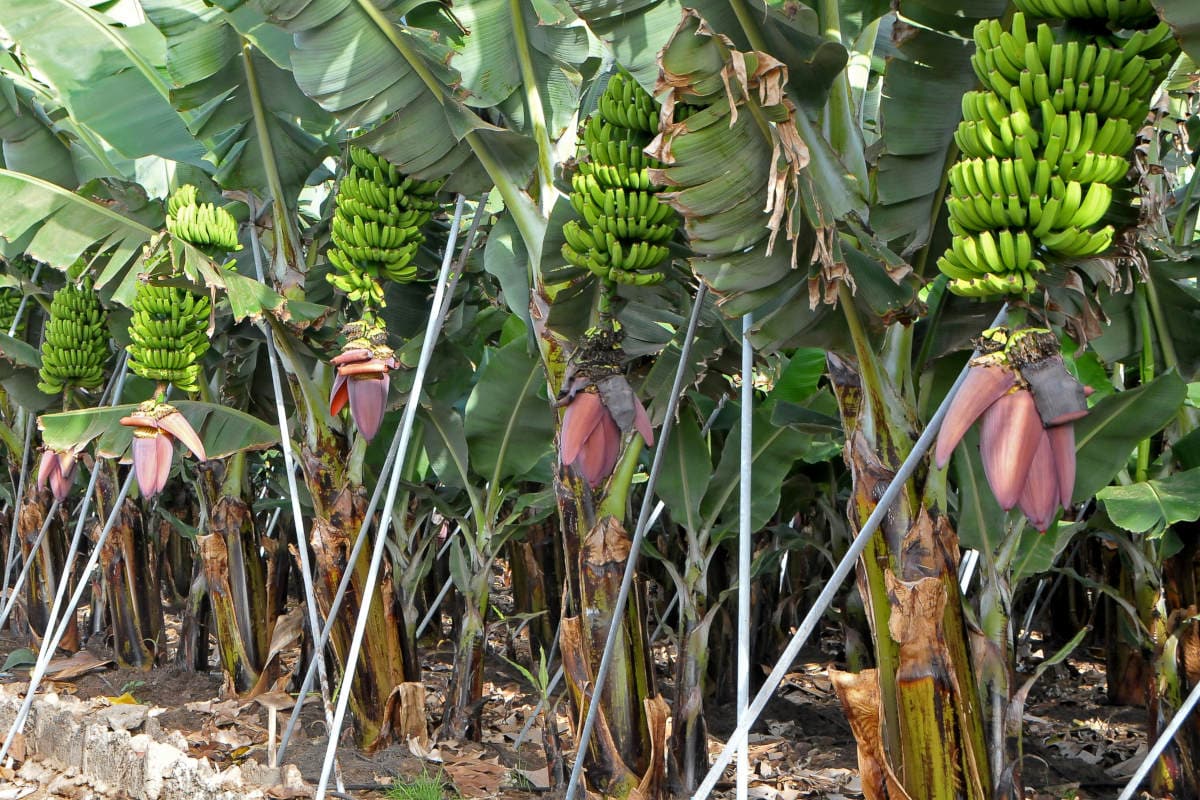 Bananas did you have. Банановые плантации в Эквадоре. Банановая Пальма на Тенерифе. Южная Суматра банановые плантации. Плантация Banana.