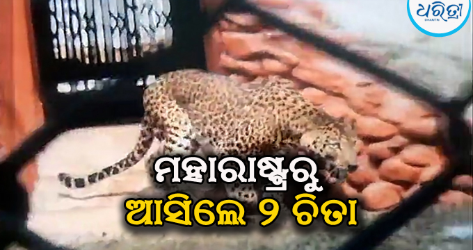 ଆଇଜି ପାର୍କକୁ ଆସିଲେ ୨ ଚିତା ବାଘ