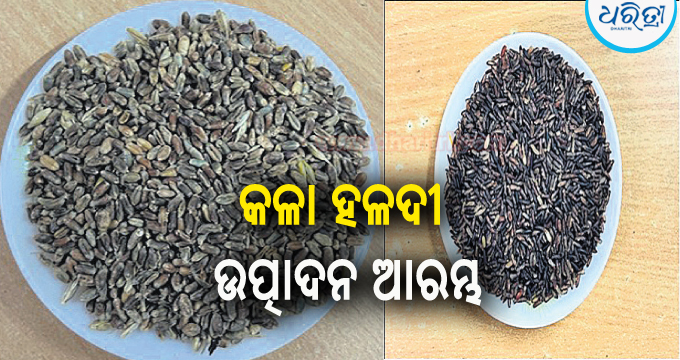 କଳା ଧାନ, କଳା ହଳଦୀ ସହ କଳା ଗହମ