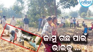 ଜାମୁ ଗଛ ପାଇଁ ଭାଇକୁ ମାରିଲେ ଭାଇ: ଏପଟେ ସ୍ବାମୀଙ୍କ ବାଟକୁ ଚାହିଁ ରହିଥିଲେ ସ୍ତ୍ରୀ- ଝିଅ