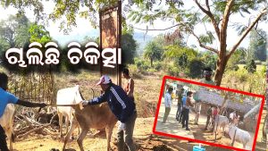 ବନପାଳଙ୍କ ତତ୍ତ୍ୱାବଧାନରେ ୫ ଶହରୁ ଊର୍ଦ୍ଧ୍ବ ପ୍ରାଣୀଙ୍କ ଚିକିତ୍ସା