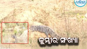 ଘୋଡ଼ାହାଡ଼ ଡ୍ୟାମ୍‌ରେ ଶେଷ ହେଲା କୁମ୍ଭୀର ଗଣନା: କୁମ୍ଭୀର ସଂଖ୍ୟା..