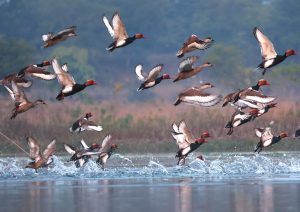 ପକ୍ଷୀପ୍ରେମୀଙ୍କ ପାଇଁ ଖୁସି ଖବର: ଭତ୍ରାଡ୍ୟାମରେ ପହଞ୍ଚିଲେ ବିଦେଶୀ ପକ୍ଷୀ