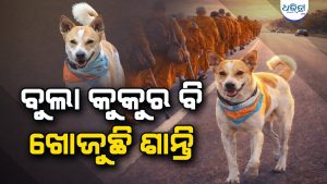 ଶାନ୍ତି ପାଇଁ ୩,୭୦୦ କିଲୋମିଟର ଚାଲିଛି ଏହି କୁକୁର