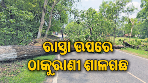 ବୋଦାବଳି ପାଇଁ ରାସ୍ତାରୁ ହଟୁନିି ଗଛ
