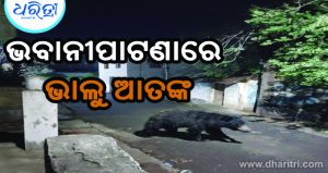 ଭବାନୀପାଟଣା ସହରରେ ଭାଲୁ ଆତଙ୍କ