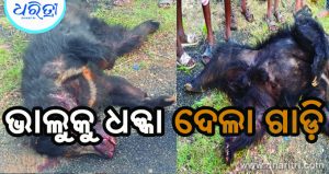ରାସ୍ତା ପାର୍‌ ହେଉଥିବା ବେଳେ ଦ୍ରୁତଗତିରେ ମାଡ଼ି ଆସି ଭାଲୁକୁ ଧକ୍କା ଦେଲା ଗାଡ଼ି, ଆଉ ତା’ପରେ…