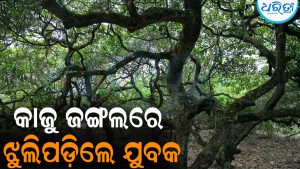 କାଜୁ ଜଙ୍ଗଲରେ ଝୁଲିପଡ଼ିଲେ ସଞ୍ଜୟ: ବଢୁଛି ସନ୍ଦେହ