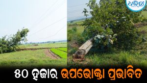 ଶାଗୁଆନ ଗଛ କାଟୁଥିଲେ ଦୃର୍ବୁତ୍ତ, ଛିଣ୍ଡିଲା ୩୩ କେଭି ଲାଇନ ତାର: ଆଉ ତା’ପରେ…