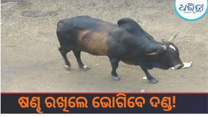 ସରକାରଙ୍କ ବଡ଼ ନିର୍ଦ୍ଦେଶ, ବିନା ଲାଇସେନ୍ସରେ ଷଣ୍ଢ ରଖିଲେ ଜରିମାନା