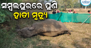 ଆମ୍ବ ତୋଟା ପାଚେରୀରେ ଲାଗିଥିଲା କରେଣ୍ଟ ତାର, ସଂସ୍ପର୍ଶରେ ଆସି ମାଈ ହାତୀର ମୃତ୍ୟୁ