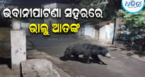 ଭବାନୀପାଟଣା: ଜଜ୍‌ଙ୍କ ବାସଭବନ ପରେ ମେଡିକାଲ ପଛପଟେ ବୁଲୁଛି ଜଙ୍ଗଲୀ ଭାଲୁ, ଉଦ୍ଧାର କାର୍ଯ୍ୟରେ…