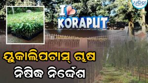 ୟୁକାଲିପଟାସ୍‌ ଚାଷ ନିଷିଦ୍ଧ ପାଇଁ କୋରାପୁଟ ଡିଏଫ୍‌ଓଙ୍କୁ ତଦନ୍ତ ନିର୍ଦ୍ଦେଶ