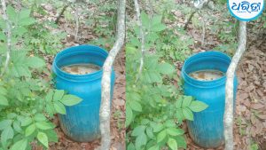 ୧୭ ଡ୍ରମ୍‌ ମଦ ପୋଚ ନଷ୍ଟକଲେ ଗ୍ରାମବାସୀ