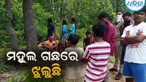 ବିବାହିତା ମହିଳାଙ୍କ ସନ୍ଦେହଜନକ ମୃତ୍ୟୁ: ମହୁଲ ଗଛରେ ଝୁଲୁଛି…