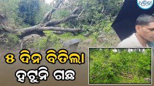 ବିଦ୍ୟୁତ୍‌ ଖୁଣ୍ଟ ଉପରେ ୫ ଦିନ ହେଲା ପଡ଼ିଛି ଗଛ, ହଟାଇବାର ନାଁ ଧରୁନି ବିଭାଗ, ଆନ୍ଦୋଳନ ପାଇଁ…
