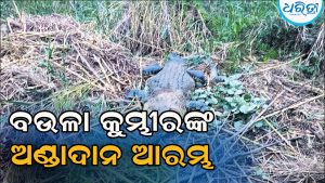 ବଉଳା କୁମ୍ଭୀରଙ୍କ ଅଣ୍ଡାଦାନ ପ୍ରକ୍ରିୟା ଆରମ୍ଭ: ମା’ ଅଣ୍ଡାଦାନସ୍ଥଳରେ ଜଗି ରହିଥିବାବେଳେ ପୁରୁଷ କୁମ୍ଭୀର…