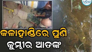 କଳାହାଣ୍ଡିରେ ପୁଣି କୁମ୍ଭୀର ଆତଙ୍କ ଭାଲୁ ବୁଟୁରା ନାଳରେ କୁମ୍ଭୀର