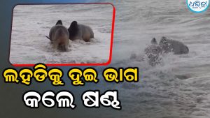 ଘୋଷଯାତ୍ରାରେ ବିରଳ ଦୃଶ୍ୟ: ସମୁଦ୍ର ପାଣିକୁ ଦୁଇ ଭାଗ କଲେ ଷଣ୍ଢ