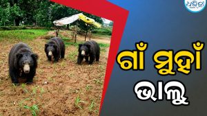 ଗାଁ ଭିତରେ ପଶିଲେ ଭାଲୁ ପଲ, ଲୋକେ ଭୟଭୀତ ହୋଇ…