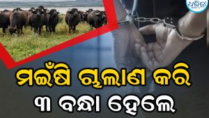 ୩ ଟ୍ରକ୍‌ରେ ଚାଲାଣବେଳେ ୮୩ ମଇଁଷି ଉଦ୍ଧାର, ୩ ଜଣଙ୍କୁ ଗିରଫ କରି…