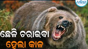 ଛେଳି ଚରାଇବାକୁ ଯାଇଥିଲେ ଫଗନୁ: ପଛପଟୁ ଆକ୍ରମଣ କଲା ଭାଲୁ: ଆଉ ତା’ପରେ ଘଟିଲା ଜାଣିଲେ ହେବେ ଆଶ୍ଚର୍ଯ୍ୟ