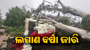 କଳାହାଣ୍ଡିରେ ୭୧୧ମିମି ବର୍ଷା ରେକର୍ଡ: ଧାନ କଟା ମେଶିନ ଉପରେ ପଡ଼ିଲା ବିରାଟ ଗଛ