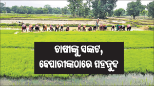 ଚାଷକାର୍ଯ୍ୟ ଆରମ୍ଭରୁ ସାର କଳାବଜାର: ଚାଷୀ ହଟହଟା