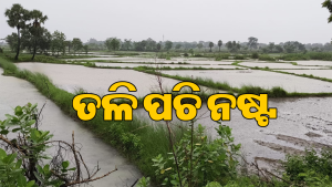 ଜୁନରେ ଘାରିଥିଲା ମରୁଡ଼ି ଆଶଙ୍କା, ଜୁଲାଇରେ ଲଗାଣ ବର୍ଷା; ଉଜୁଡ଼ିବାକୁ ବସିଲା ଧାନ ଚାଷ