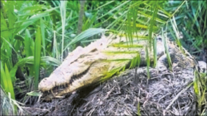ଭିତରକନିକାରେ ୯୨ ବଉଳା କୁମ୍ଭୀର ବସା ଚିହ୍ନଟ