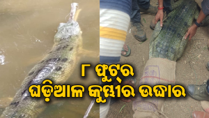 ୧ କୁଇଣ୍ଟାଲର ଘଡ଼ିଆଳ କୁମ୍ଭୀର ଉଦ୍ଧାର: ସାତକୋଶିଆରେ ଛାଡିଲା ବନବିଭାଗ