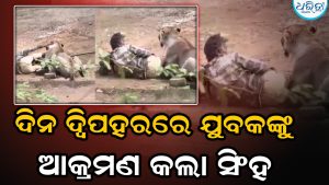 ଗାଈ ଚରାଇବା ବେଳେ ମାଡ଼ିବସିଲା ସିଂହ, ଗୋଡ଼କୁ ଧରି…