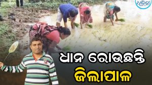 ଜିଲାପାଳ ହେବ ତ ଏମିତି: ବୌଦ୍ଧରେ ଧାନ ରୋଇଲେ, ଦାରିଙ୍ଗବାଡିରେ ଚର୍ଚ୍ଚା, ଦେଖନ୍ତୁ VIDEO