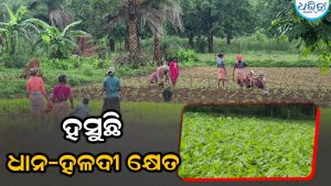 ଦାରିଙ୍ଗବାଡିରେ ସପ୍ତାହେ ଲାଗି ରହିଛି ବର୍ଷା: ହସୁଛି ଧାନ-ହଳଦୀ କ୍ଷେତ