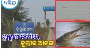 ଆଳି ବ୍ରାହ୍ମଣୀ ନଦୀରେ ଭାସୁଛି ବିରାଟକାୟ କୁମ୍ଭୀର, ଆତଙ୍କିତ ସ୍ଥାନୀୟ ଲୋକେ