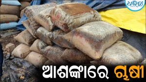 ୨ଦିନରେ ଧାନ ଉଠିବା ନେଇ ଆଶଙ୍କାରେ ଚାଷୀ: ମଣ୍ଡିରେ ଗଜା ହେଲାଣି ଧାନ