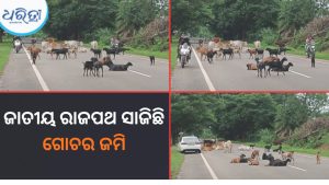 ୫୯ ନଂ ଜାତୀୟ ରାଜପଥରେ ମାଳମାଳ ଗାଈ-ଛେଳି, ଟ୍ରାଫିକ ସମସ୍ୟା ସହ ବଢୁଛି ଦୁର୍ଘଟଣା