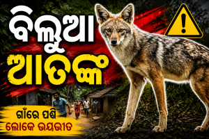 ପାଗଳ ବିଲୁଆ ଆତଙ୍କ: ଶିକ୍ଷୟିତ୍ରୀଙ୍କ ସହ ଏକାଧିକ ଲୋକ ଓ ପ୍ରାଣୀସମ୍ପଦ ଗୁରୁତର,ବନ ବିଭାଗ ଚୁପ