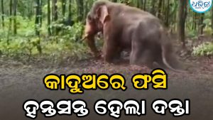 କାଦୁଅରେ ଫସି ହନ୍ତସନ୍ତ ହେଲା ଦନ୍ତା: ସାଥୀ ହାତୀ ଶୁଣ୍ଢରେ ଟାଣି କଲା ଉଦ୍ଧାର