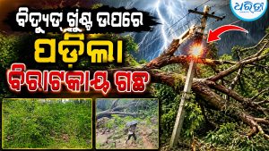 ବିରାଟକାୟ ଗଛ ପଡ଼ି ଭାଙ୍ଗିଲା ବିଦ୍ୟୁତ୍‌ ଖୁଣ୍ଟ, ଅନ୍ଧାରରେ ଗାଁ