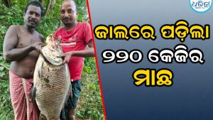 ବୈତରଣୀ ନଦୀରେ ପକାଇଥିଲେ ଜାଲ, ପଡ଼ିଲା ୨୨୦ କେଜି ଓଜନର ବିଶାଳ ମାଛ