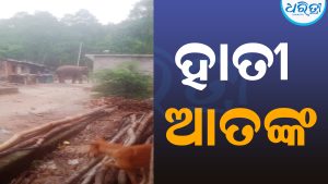 ପାତଲମ୍ବା ଗାଁରେ ହାତୀ ତାଣ୍ଡବ: ଆତଙ୍କରେ ଗ୍ରାମବାସୀ