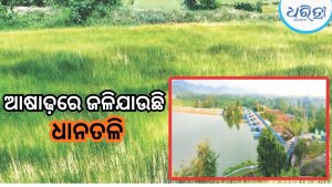 ଆଷାଢ଼ରେ ନାହିଁ ବର୍ଷା; ପୋଡ଼ିଗଲାଣି ଧାନ ତଳି, ଘୋଡ଼ାହାଡ଼ ଡ଼୍ୟାମକୁ ଦିଗପହଣ୍ଡି-ସାନଖେମୁଣ୍ଡି ଚାଷୀଙ୍କ ଭରସା  