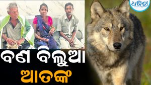 ବଣ ବିଲୁଆ ଆତଙ୍କ: ଲୋକଙ୍କୁ ଗୋଡ଼ାଇ ଗୋଡ଼ାଇ କାମୁଡୁଛି