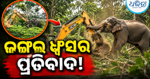 ଜଙ୍ଗଲ ଉପରେ ଚାଲିଲା ବୁଲ୍‌ଡୋଜର, ସାମ୍ନାରେ ପାଚେରୀ ଭଳି ଠିଆ ହେଲା ଗଜରାଜ; ଭିଡିଓ ଦେଖିଲେ…
