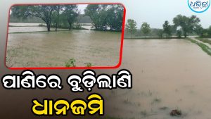 ପ୍ରବଳ ବର୍ଷାରେ ବୁଡ଼ିଗଲାଣି ଧାନଜମି, ଚାଷକାର୍ଯ୍ୟ ବ୍ୟାହତ, ଚାଷୀ ମୁଣ୍ଡରେ ଚଡ଼କ