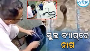 ଛାତ୍ରଙ୍କ ସ୍କୁଲ ବ୍ୟାଗ୍‌ରେ ନାଗ ସାପ, ଖୋଲିବା ମାତ୍ରେ କଲା ସୁ ସୁ ଗର୍ଜନ, ଭିଡିଓ ଦେଖିଲେ…