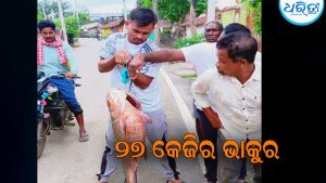 ଇନ୍ଦ୍ରାବତୀ ଜଳ ଭଣ୍ଡାରରୁ ମିଳିଲା ୨୭ କେଜିର ଭାକୁର
