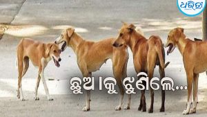 ଶିଶୁ କନ୍ୟାଙ୍କୁ ଝୁଣି ଦେଲେ ୨ ବୁଲା କୁକୁର: ୩ ସ୍ଥାନରେ ଲାଗିଛି…