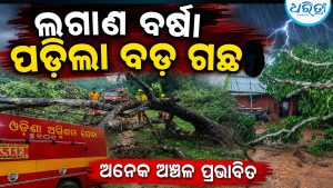 ଦାରିଙ୍ଗବାଡି ଅଞ୍ଚଳରେ ଲଗାଣ ବର୍ଷା: ଏକାଧିକ ସ୍ଥାନରେ ଉପୁଡ଼ିଲା ଗଛ, ସମସ୍ୟା ଘେରରେ…